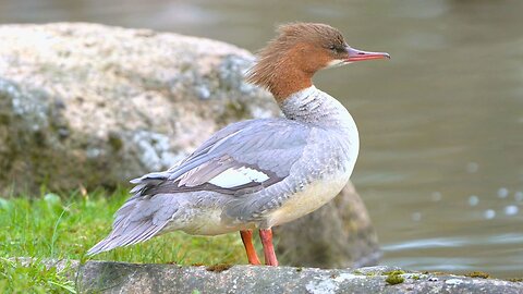 Female Goosander / Common Merganser Duck Chilling on a Rock by the Pond