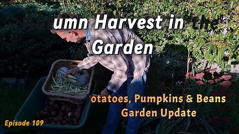 Autumn Harvest in the Garden 🍂 Potatoes, Pumpkins & Beans Real Garden Update