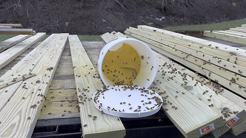 We put out some pollen for the bees 🐝