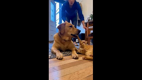 Little Orange Cat Tricking Its Owner?Is It Oscar Worthy for Best Actor?#funny#catlovers#animallovers
