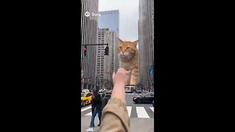big cat