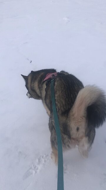 Tuesday January 28, I am sending my messenger