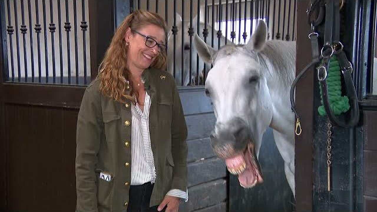 The Majestic Art of Dressage: How Lipizzan Stallions Learn to Dance