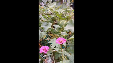 organic garden fresh watermelon