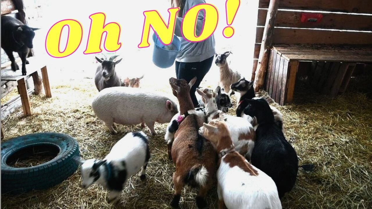 OH NO! Our Favorite MINIATURE Goat Has MASITIS!