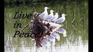 Patience Brings Peace