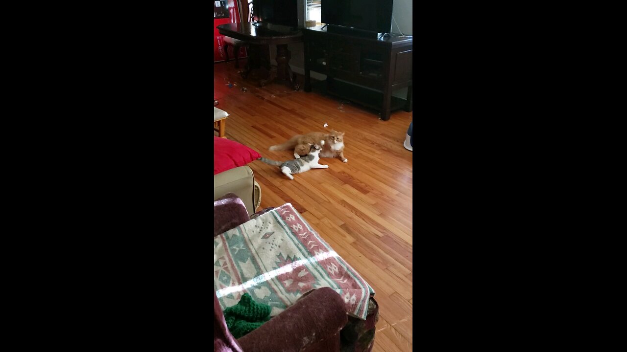 Cat Fight