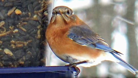 Downy Woodpecker and Bluebird