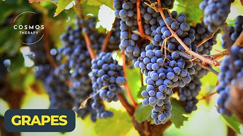 A Documentary About Grapes | Amazing Facts You Need to Know!