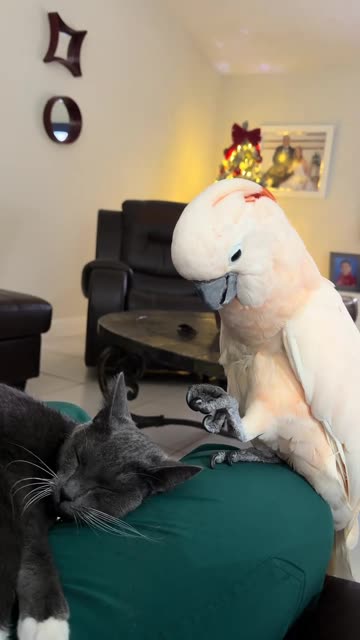 Evil intentions 🤣