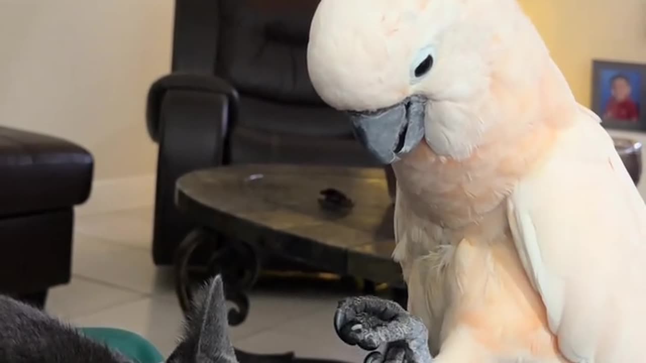 Evil intentions 🤣