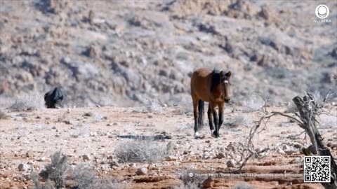 The Sixth Mass Extinction. When Will It Start?