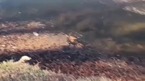 Can You Spot Them? Stealth Fish Spotting in Super Shallow Water! #fishing #livestream #mobile