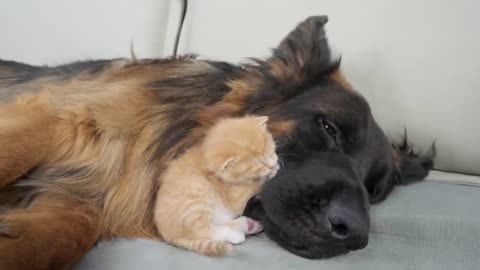 Rescued Kitten Refuse To Sleep Without Her German Shepherd