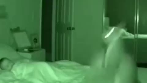 The cat is protecting the baby.