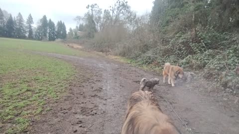 Puppy combat, Feb 15, N Pasture field