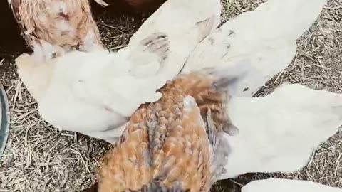 Impatient chickens!