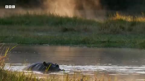 Greatest Fights In The Animal Kingdom, ( part 7 )