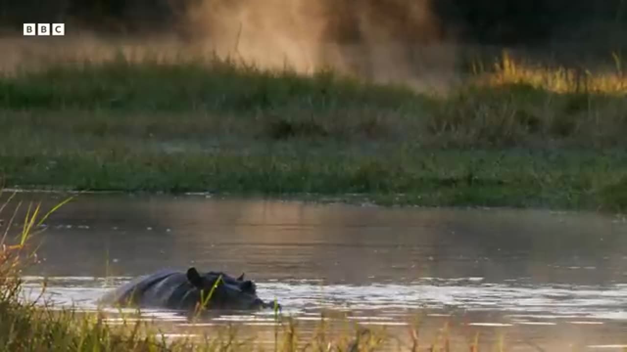 Greatest Fights In The Animal Kingdom, ( part 7 )