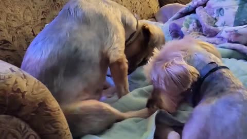 I Caught my Yorkies Doing This #funnydogs #yorkie #batman