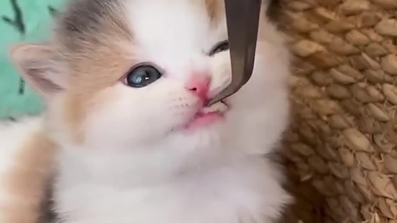 What a beautiful kitten eating!!