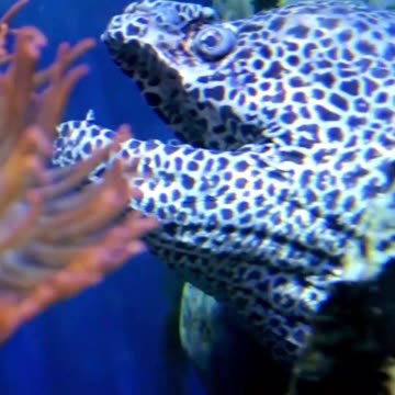 Facts About Eels #shorts #wildlife #nature #animals