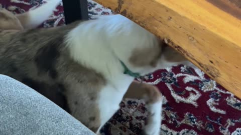 My Dog Doesn't Like Creed