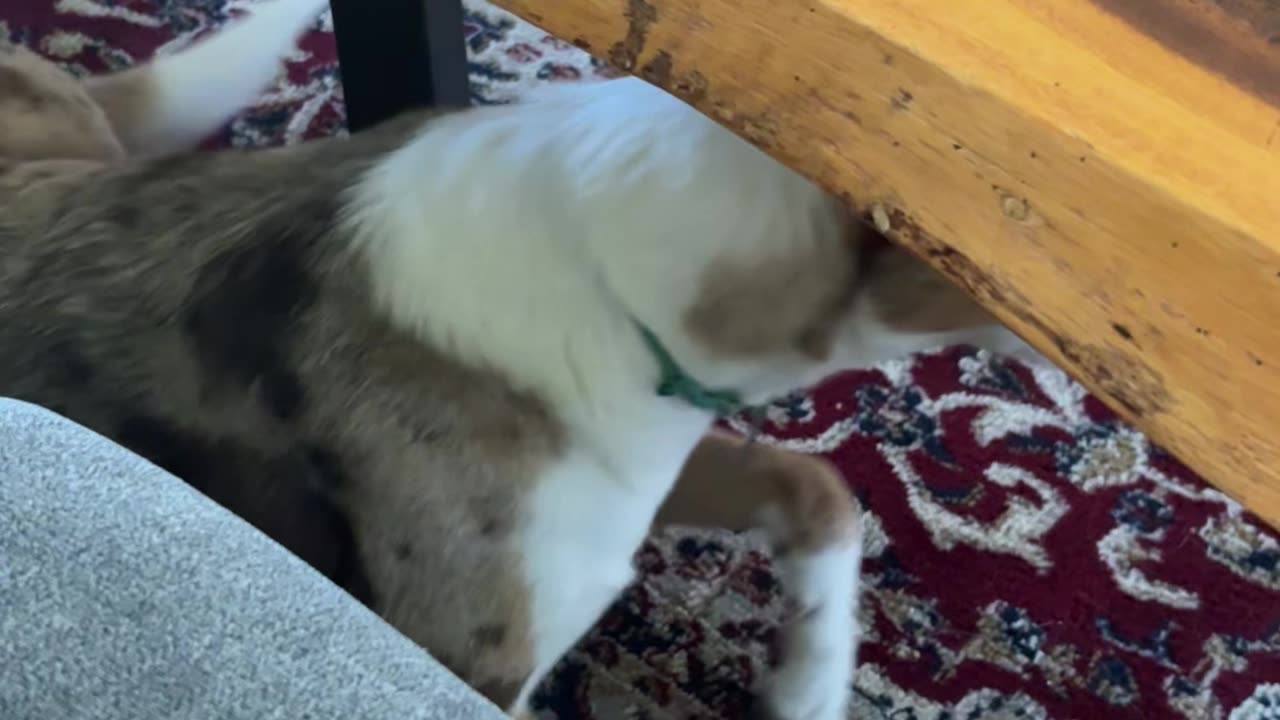 My Dog Doesn't Like Creed