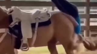 Flying Horse Compilation of the Day with Non Essential Commentary