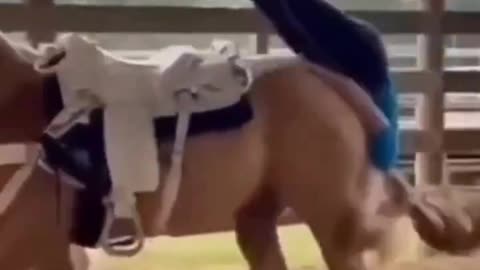 Flying Horse Compilation of the Day with Non Essential Commentary