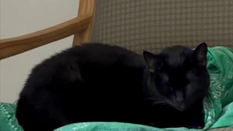 Precious Piper Falls Asleep Giving Audience to Her Subjects - My Adopted Shelter Cat Vlog #shorts