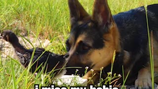 German Shepherd and Baby Chick become besties