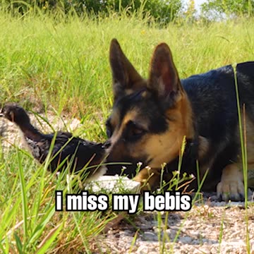 German Shepherd and Baby Chick become besties