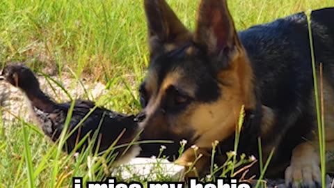 German Shepherd and Baby Chick become besties