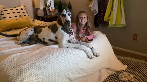 Great Dane Perplexed by Squeaky Toy