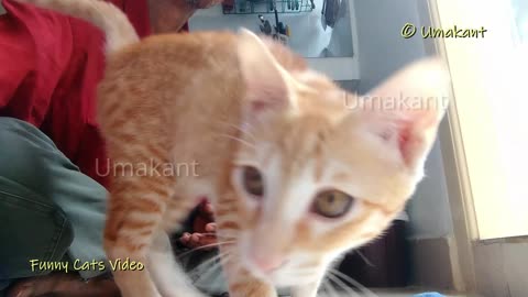 Cats Playing With Fake Mouse-40