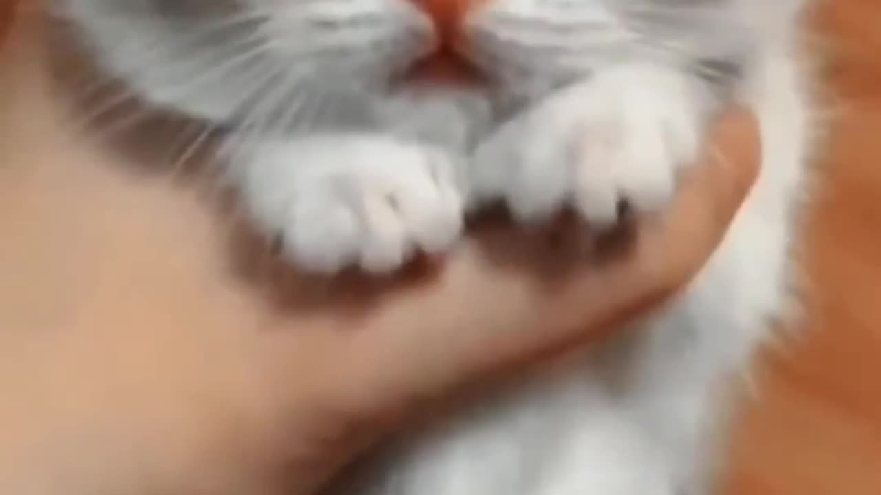 🤣 Crazy & Cute Animals That Will Make You LOL! 🐾 | Pets Paws Comedy