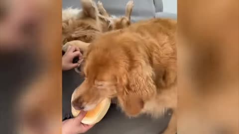 Dog eating food cyut fanny video