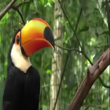 toucan