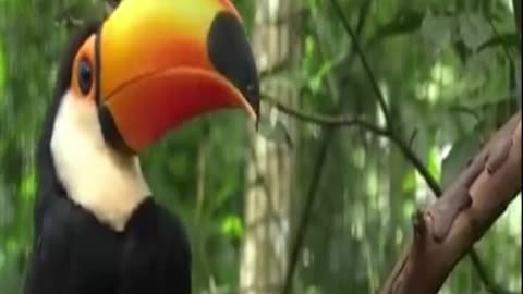 toucan