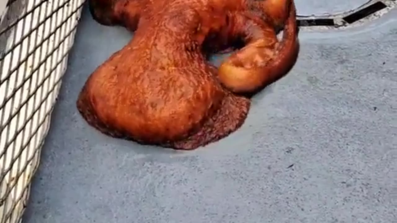 🐙😱 The Giant Pacific Octopus: A Monster from the Deep? | TheHauntingHour