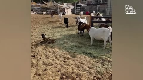 Funny Farm Animals Video