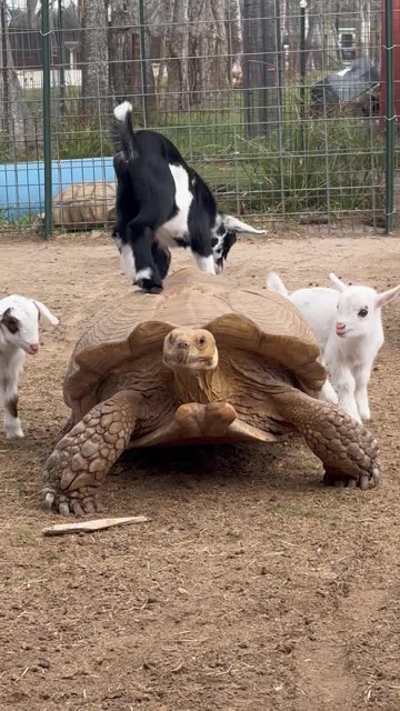 Baby Goats Have Fun With Their Tortoise Friend