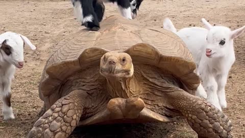 Baby Goats Have Fun With Their Tortoise Friend