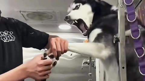 Try not to laugh when you watch 😂😂😂 #funny #dog #animals #funnyvideos #cat