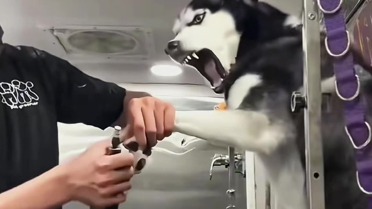 Try not to laugh when you watch 😂😂😂 #funny #dog #animals #funnyvideos #cat