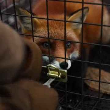 Forest Ranger Morning Shift