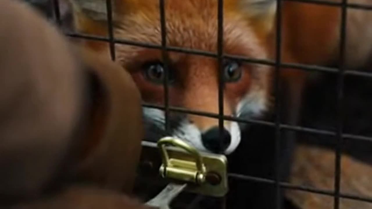 Forest Ranger Morning Shift