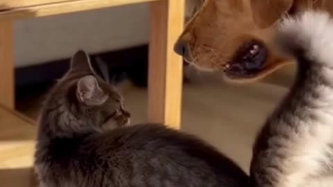 🐶🐱 Dog and Kitten Best Friends ❤️ | Cute & Funny Animal Moments | Adorable Pet Video