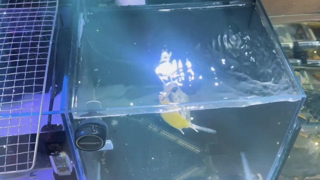 Where do I need to quarrel and spit, I will lend you my calf horns, sea tank diary